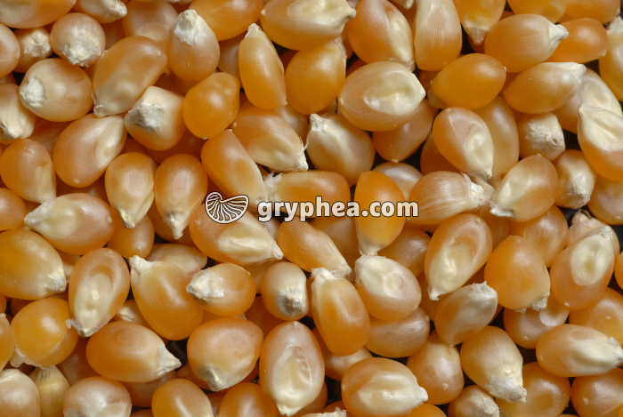 Maïs (Zea mays) - Graines de Maïs  - gryphea.org